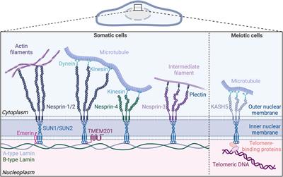 Life at the crossroads: the nuclear LINC complex and vascular mechanotransduction